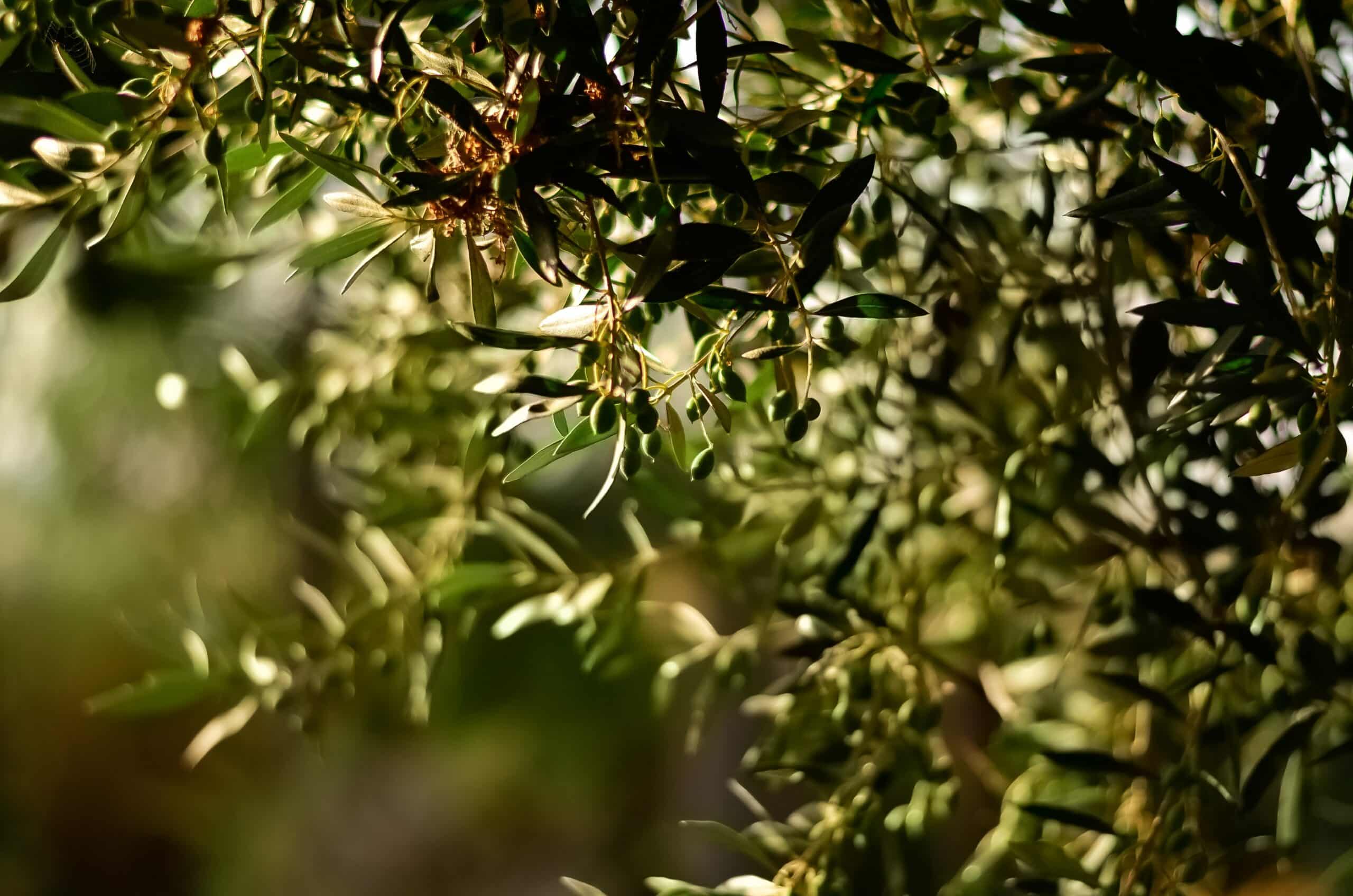 blur-branches-close-up-1047312 blur-branches-close-up-1047312