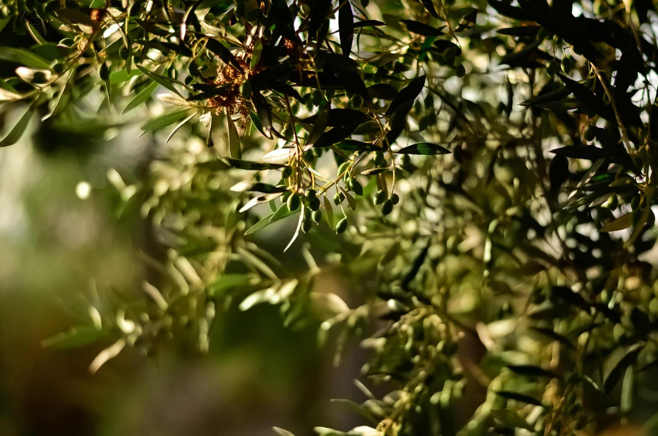 blur-branches-close-up-1047312