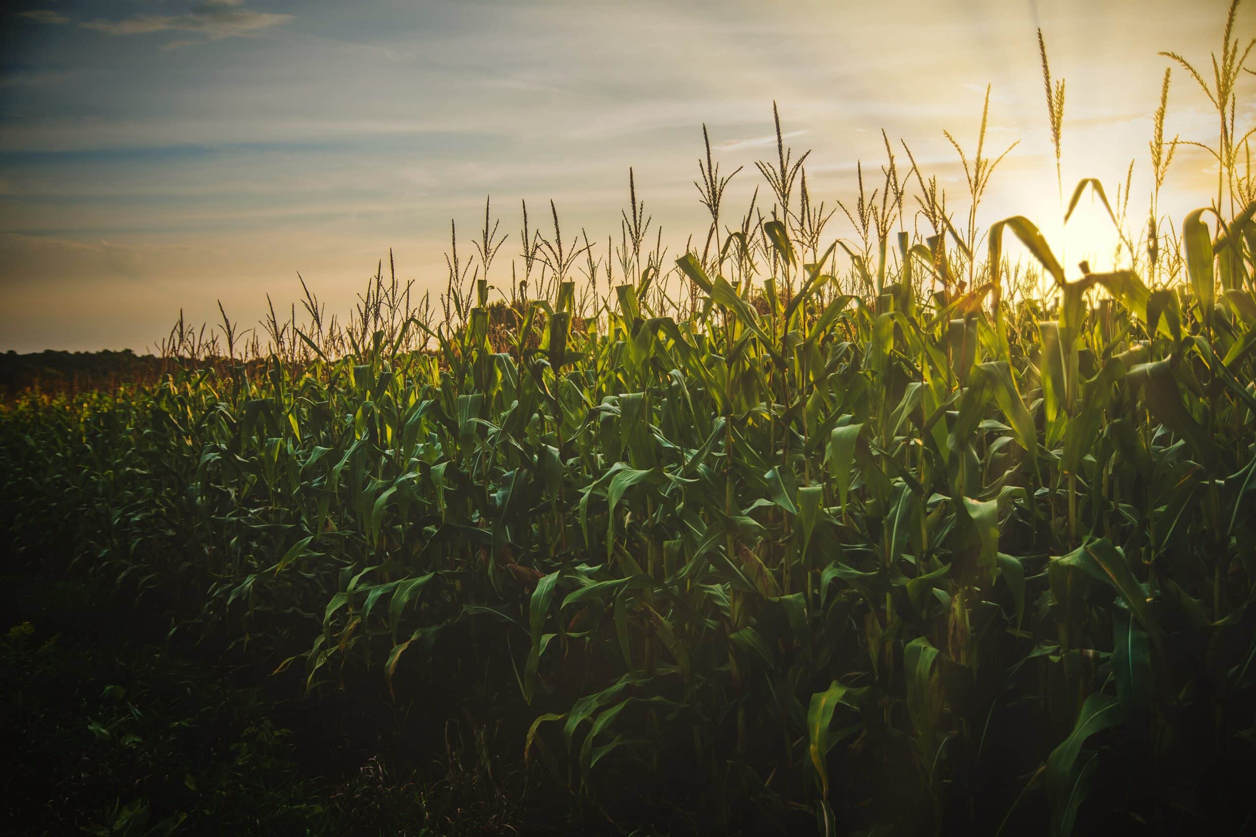 cereal-corn-crop-1382102 cereal-corn-crop-1382102
